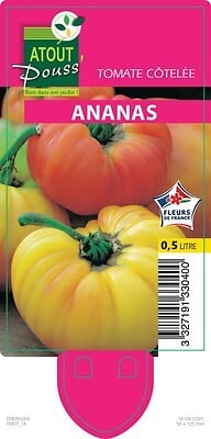 TAUGOURDEAU - Tomate ananas - Plant en godet 0,5L - large