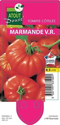 TAUGOURDEAU - Plant de tomate Marmande - Pot 0,5 L - large