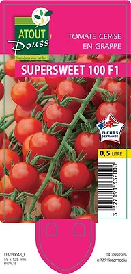 TAUGOURDEAU - Plant de tomate cerise Supersweet - Pot de 0,5 L - large