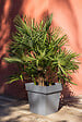 EDA - Pot de fleurs Toscane 87 L gris anthracite - vignette
