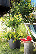 DEROMA - Vaso Save R à réserve d'eau - Anthracite - 25cm - vignette