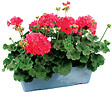 FLEURON - Géranium zonale jardinière 40 cm - vignette