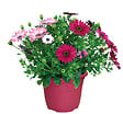 FLEURON - Ostéospermum pot 4,5 L - vignette