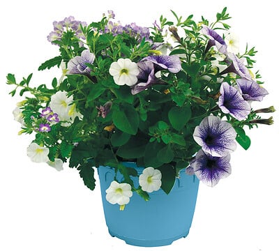 FLEURON - Festival mixte espèces pot 4,5 litres - large