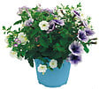 FLEURON - Festival mixte espèces pot 4,5 litres - vignette