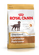 ROYAL CANIN - Croquettes chien LABRADOR STERILISED 12KG - vignette