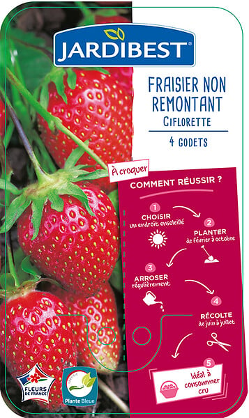 JARDIBEST - Fraisier Ciflorette - 4 plants - large