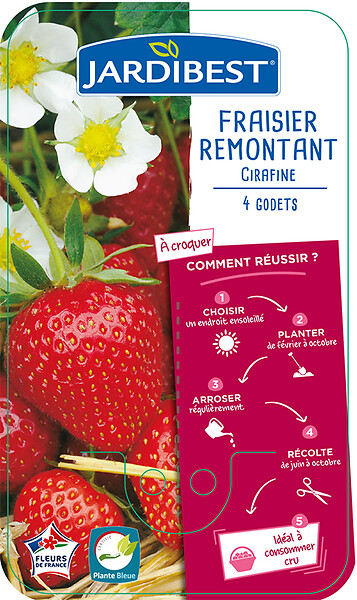 JARDIBEST - Fraisier Cirafine - 4 plants - large