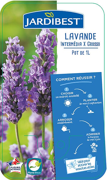 JARDIBEST - Lavande Intermédia x Grosso - Pot de 1L - large
