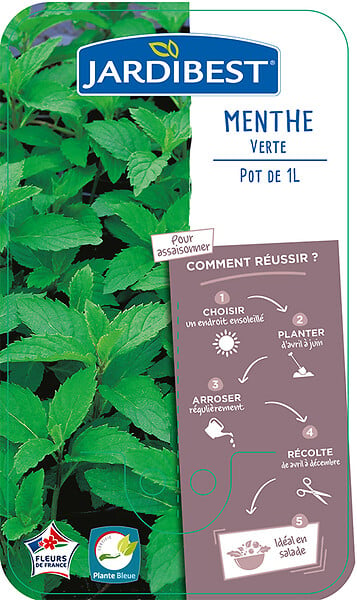 JARDIBEST - Menthe verte - Pot de 1L - large