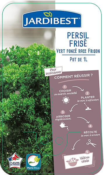 JARDIBEST - Persil frisé vert foncé race Frison - Pot de 1L - large