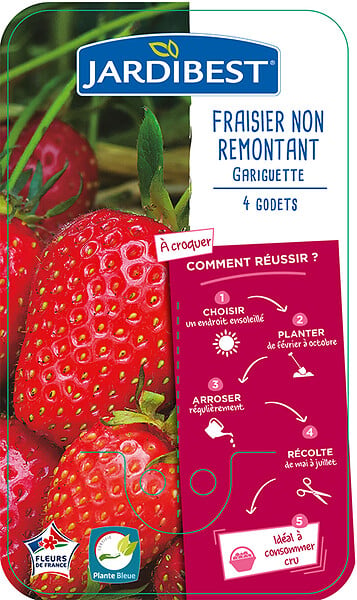JARDIBEST - Fraisier Gariguette - 4 plants - large