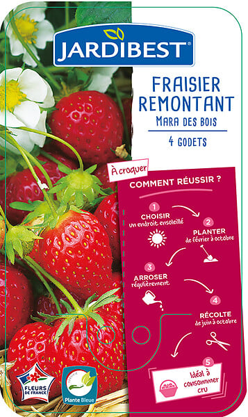 JARDIBEST - Fraisier Mara des Bois - 4 plants - large