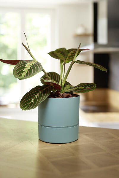 EDA - Pot de fleurs rond Aquaduo de 19,3 cm vert eucalyptus - large