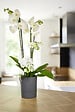 EDA - Pot Aquaduo 13cm gris anthracite - Diam.12.5xH.15.5cm - vignette
