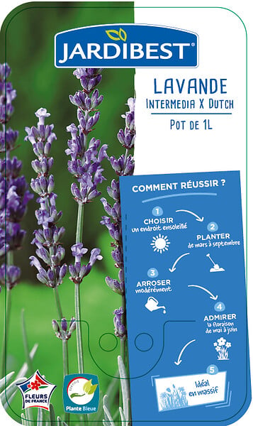 JARDIBEST - Lavande Intermédia x Dutch - Pot de 1L - large
