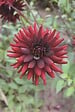 JARDIBEST - Dahlia Chat Noir - 1 bulbe - vignette