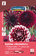 JARDIBEST - Dahlias Rochefort - Mélange de 3 bulbes - vignette
