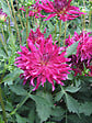 JARDIBEST - Dahlia Bangkok - 1 bulbe - vignette