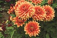 JARDIBEST - Dahlia château d'Urville - 1 bulbe - vignette