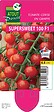 TAUGOURDEAU - Plant de tomate cerise Supersweet - Pot de 0,5 L - vignette
