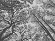 AS CREATION - Panoramique ciel d'arbres noir - vignette