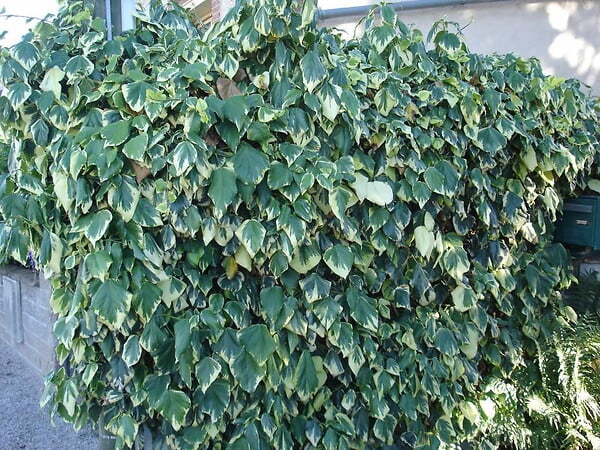 TRAVERS - Lierre grimpant Hedera Gloire de Marengo - Panaché - Pot 6L - large