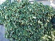 TRAVERS - Lierre grimpant Hedera Gloire de Marengo - Panaché - Pot 6L - vignette