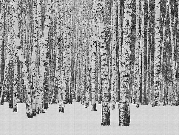 AS CREATION - Panoramique tronc noir-blanc - large