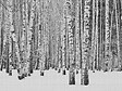 AS CREATION - Panoramique tronc noir-blanc - vignette